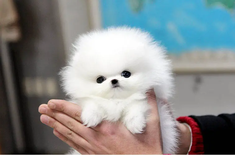 Pom Teacup - những điều bạn cần biết 4 Pom Teacup Một Nghệ Thuật Đẹp Với Kỹ Năng Chăm Sóc Tuyệt Vời
