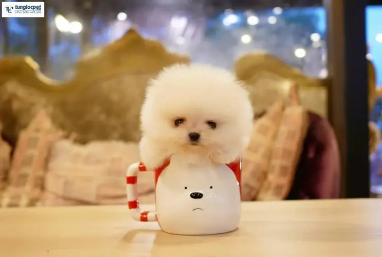 Làm gì nếu chó phốc sóc của bạn bị táo bón 2 Làm gì nếu chó phốc sóc của bạn bị táo bón