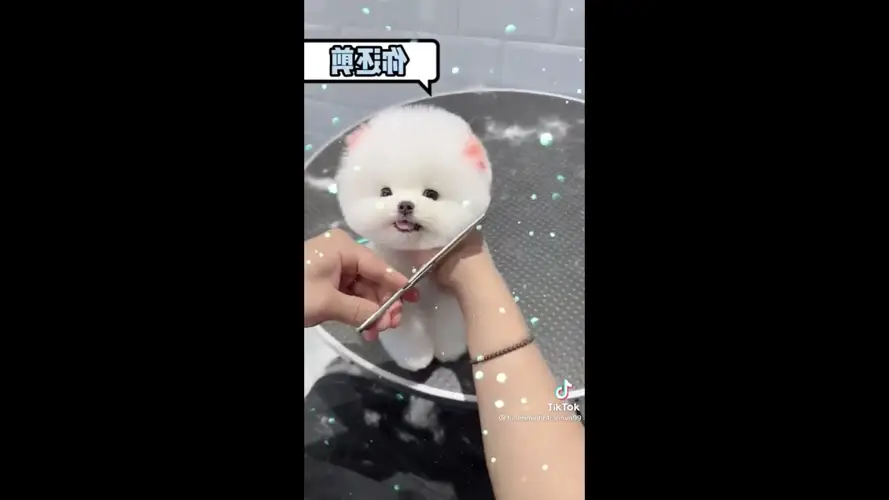 Dấu hiệu tụt đường huyết ở chó phốc sóc, chó pom 3 Dấu hiệu tụt đường huyết ở chó phốc sóc, chó pom