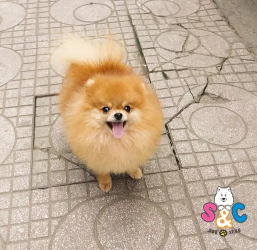 Dấu hiệu tụt đường huyết ở chó phốc sóc, chó pom 4 Dấu hiệu tụt đường huyết ở chó phốc sóc, chó pom