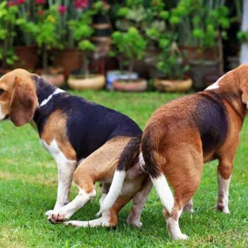 Những gì bạn cần biết về phối giống chó