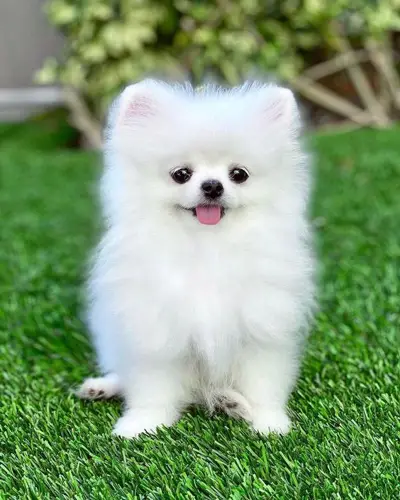 Tìm hiểu tiêu chuẩn giống chó Phốc sóc Lựa chọn đúng chó phốc sóc thuần chủng cho bạn 4 Tìm hiểu tiêu chuẩn giống chó Phốc sóc Lựa chọn đúng chó phốc sóc thuần chủng cho bạn