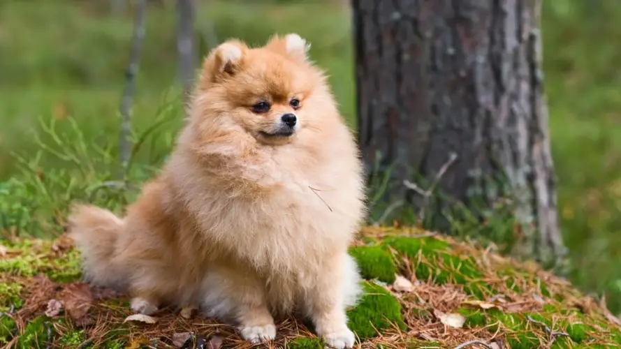 Chó phốc sóc Bảng tiêu chuẩn, sự thật về giống chó Pomeranian 3 Chó phốc sóc Bảng tiêu chuẩn, sự thật về giống chó Pomeranian