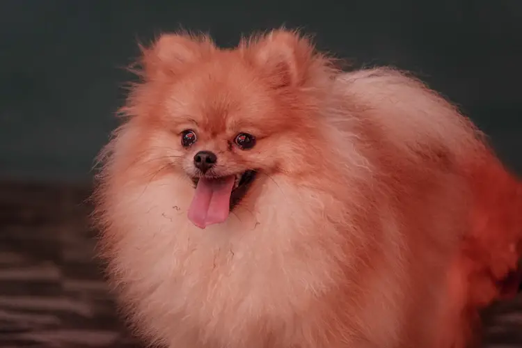 Chó phốc sóc Bảng tiêu chuẩn, sự thật về giống chó Pomeranian 4 Chó phốc sóc Bảng tiêu chuẩn, sự thật về giống chó Pomeranian