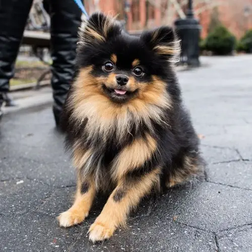 Các hành vi của chó phốc sóc (pomeranian) 3 Các hành vi của chó phốc sóc (pomeranian)