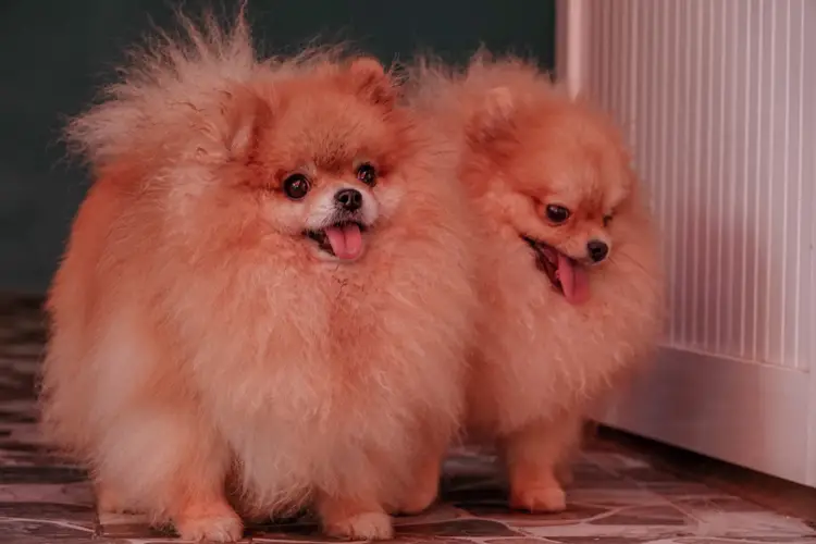 Các hành vi của chó phốc sóc (pomeranian) 4 Các hành vi của chó phốc sóc (pomeranian)