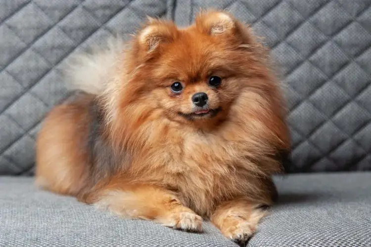Các hành vi của chó phốc sóc (pomeranian) 5 Các hành vi của chó phốc sóc (pomeranian)
