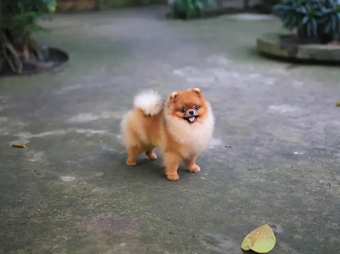Các hành vi của chó phốc sóc (pomeranian) 7 Các hành vi của chó phốc sóc (pomeranian)