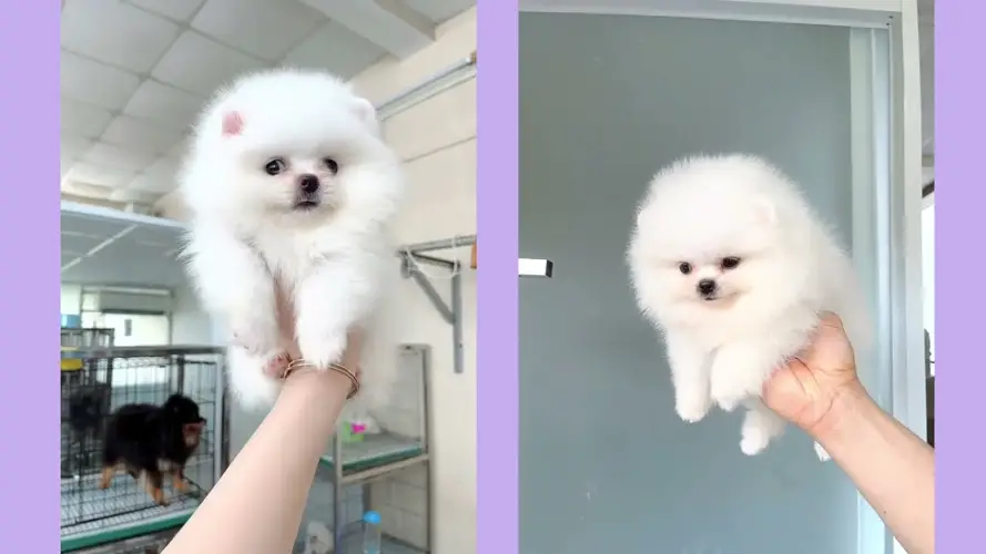 Chó Phốc sóc - Những câu hỏi thường gặp đối với người mới bắt đầu 7 Chó Phốc sóc - Những câu hỏi thường gặp đối với người mới bắt đầu