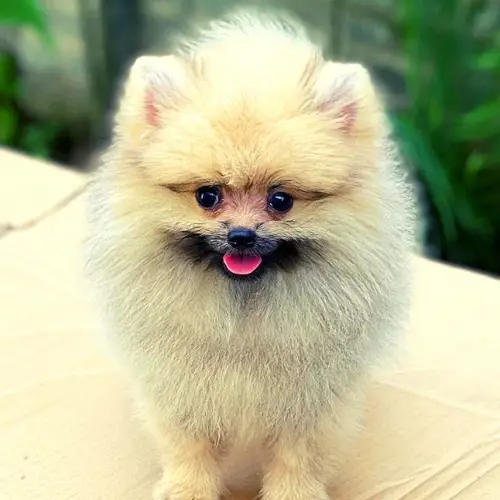 Chó phốc sóc Tất tần tật về đặc tính, nuôi dưỡng và chăm sóc