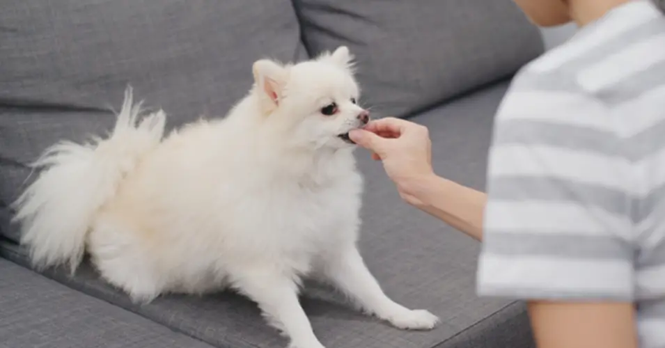 Chó Pom Ăn Gì? Thức ăn Tốt Nhất Cho Chó Phốc Sóc Và Chó Phốc Sóc Con