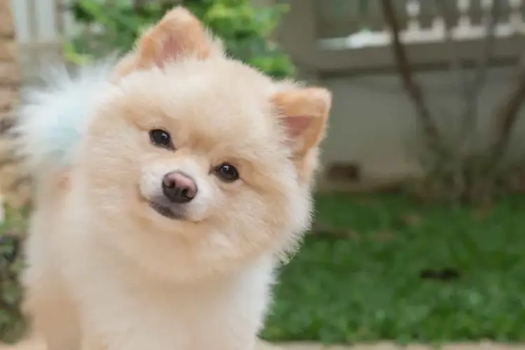 Chó Pom Ăn Gì? Thức ăn Tốt Nhất Cho Chó Phốc Sóc Và Chó Phốc Sóc Con