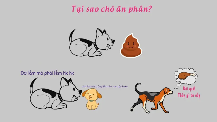 Chó ăn phân - Nguyên nhân chó của bạn lại ăn phân và cách giải quyết 3 Chó ăn phân - Nguyên nhân chó của bạn lại ăn phân và cách giải quyết