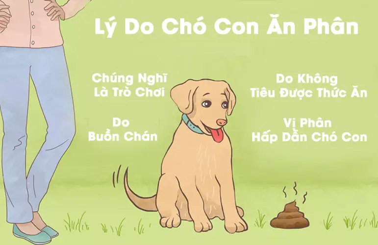 Chó ăn phân - Nguyên nhân chó của bạn lại ăn phân và cách giải quyết 4 Chó ăn phân - Nguyên nhân chó của bạn lại ăn phân và cách giải quyết
