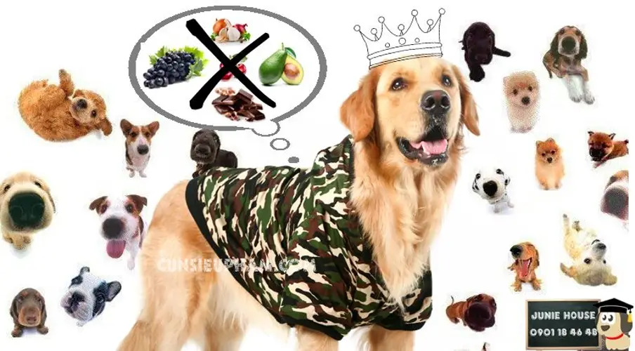 10 loại thức ăn chó không nên ăn 4 10 loại thức ăn chó không nên ăn