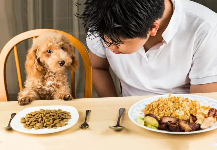 Chó ăn đồ ăn của người và những điều bạn nên biết 3 Chó ăn đồ ăn của người và những điều bạn nên biết