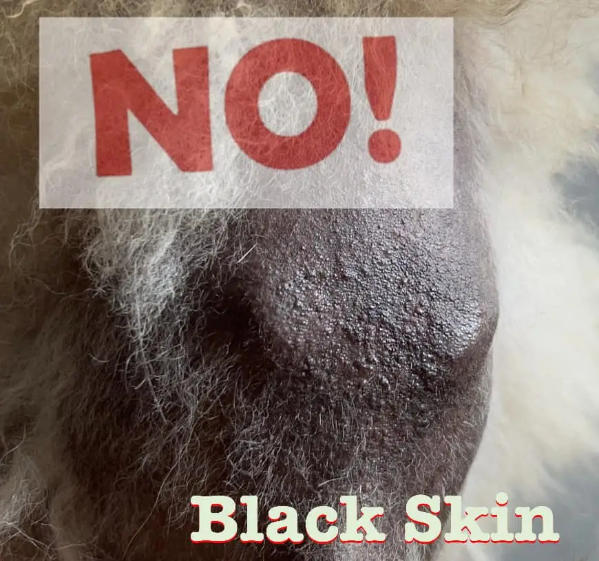 bệnh blackskin trên chó pomeranian
