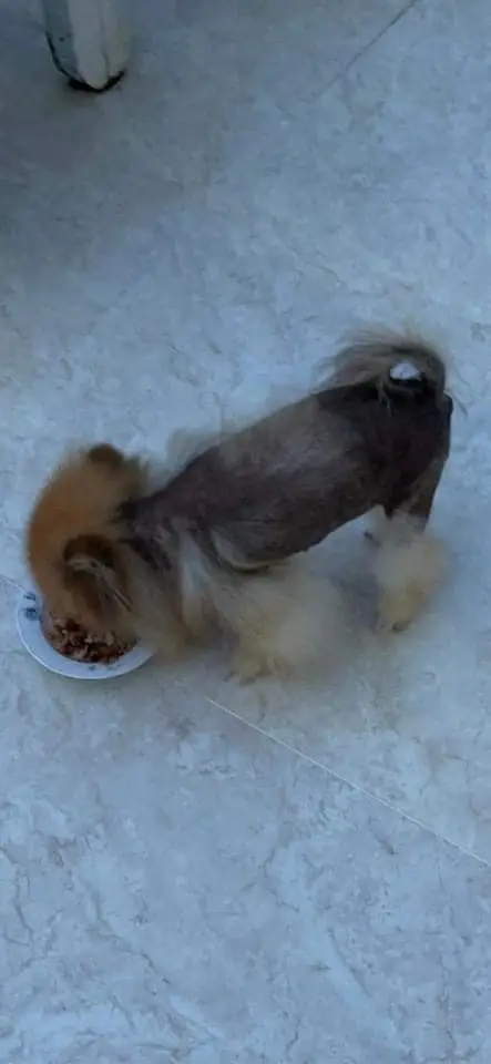 Chó phốc sóc - Chuyên trang về giống chó Pomeranian Bệnh Black Skin ở Chó Phốc Sóc - Hiểu Biết Toàn Diện Về Căn Bệnh Da Liễu Phổ Biến của chó Pomeranian bệnh blackskin ở chó phốc sóc Cách chăm sóc chó phốc sóc