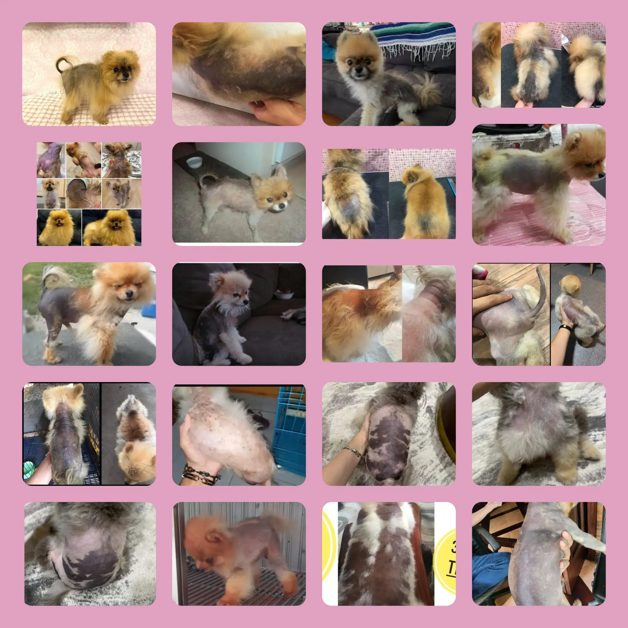 Chó phốc sóc - Chuyên trang về giống chó Pomeranian Bệnh Black Skin ở Chó Phốc Sóc - Hiểu Biết Toàn Diện Về Căn Bệnh Da Liễu Phổ Biến của chó Pomeranian bệnh blackskin ở chó phốc sóc Cách chăm sóc chó phốc sóc