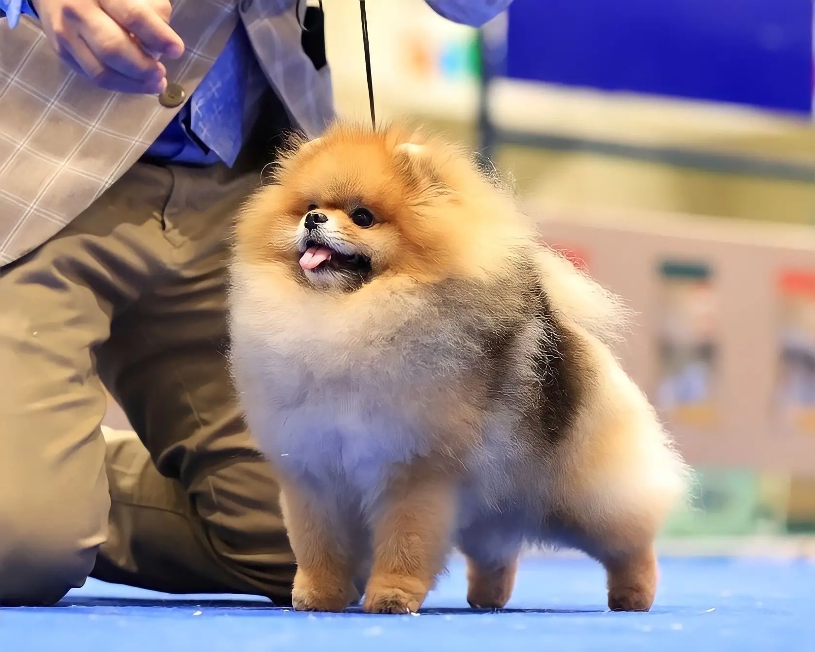 Chó phốc sóc - Chuyên trang về giống chó Pomeranian Quá trình thay lông của chó phốc sóc - Hành trình từ "xấu xí" đến lộng lẫy pomeranian pomeranian