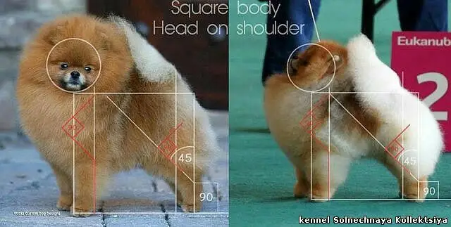 Chó phốc sóc - Chuyên trang về giống chó Pomeranian Quá trình thay lông của chó phốc sóc - Hành trình từ "xấu xí" đến lộng lẫy pomeranian pomeranian