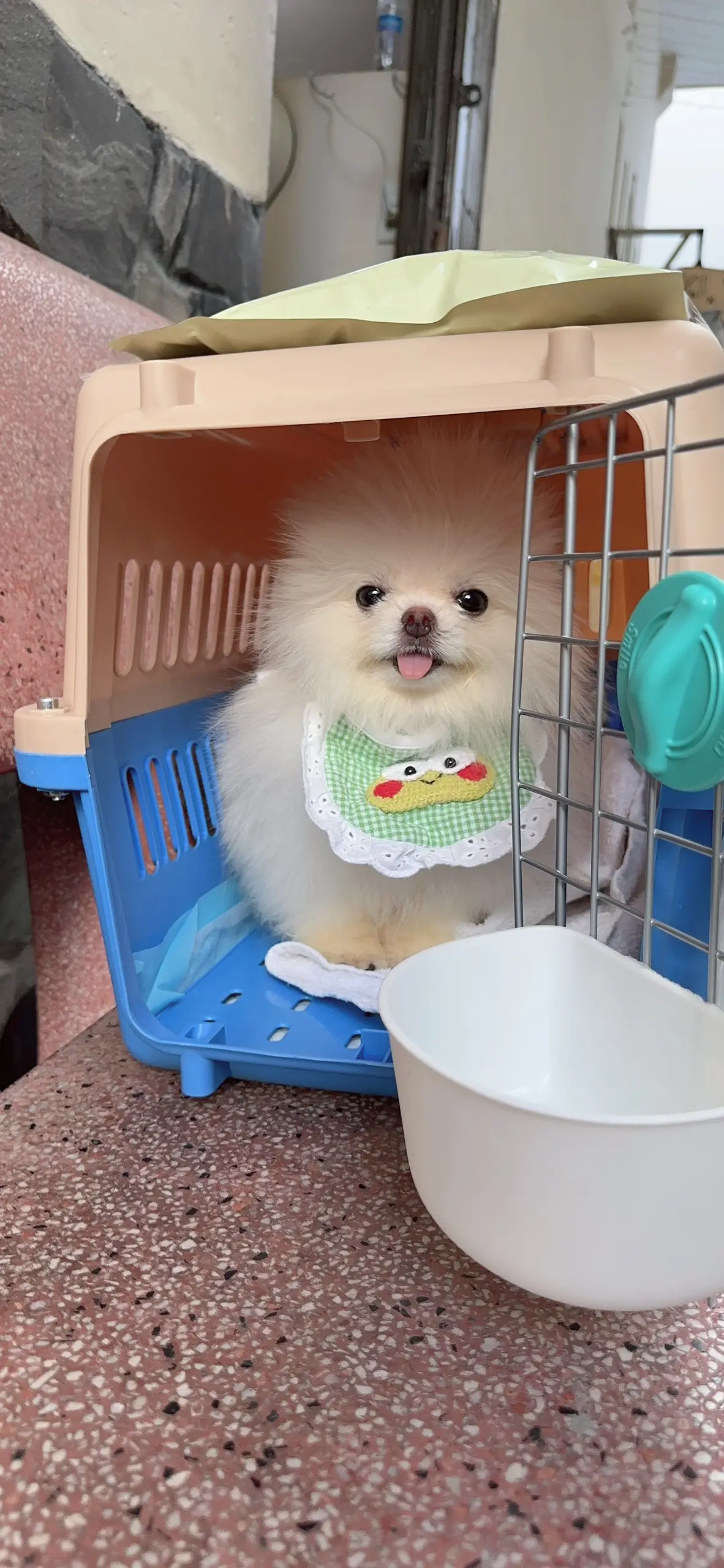 Chó phốc sóc - Chuyên trang về giống chó Pomeranian Trị biếng ăn ở chó pomeranian - Giải pháp cho những chú chó lười ăn chó biếng ăn Cách chăm sóc chó phốc sóc