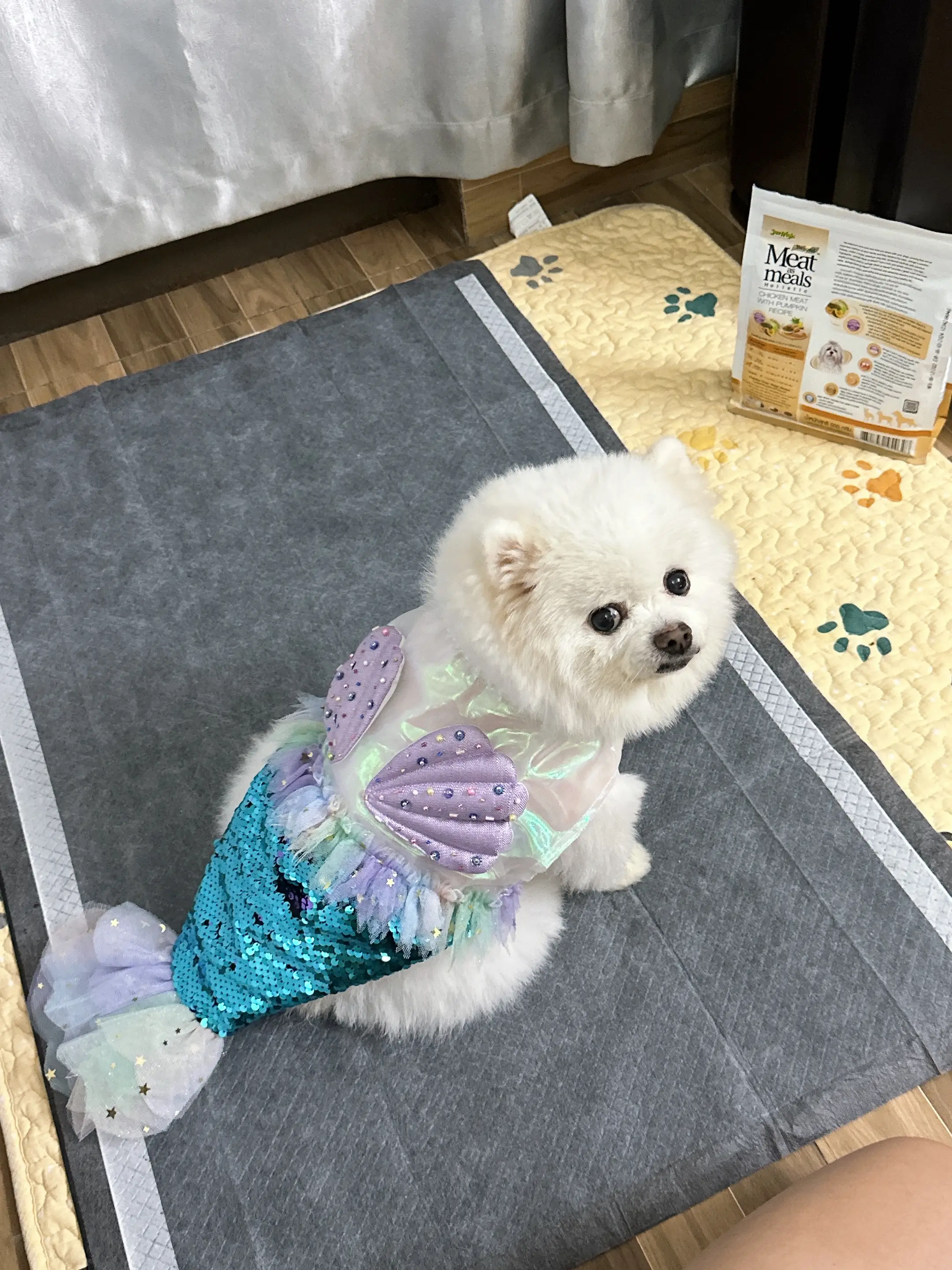Chó phốc sóc - Chuyên trang về giống chó Pomeranian Trị biếng ăn ở chó pomeranian - Giải pháp cho những chú chó lười ăn chó biếng ăn Cách chăm sóc chó phốc sóc