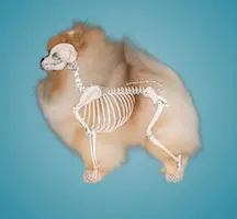 Chó phốc sóc - Chuyên trang về giống chó Pomeranian Sạn thận ở chó - Những điều cần biết để bảo vệ chó cưng của bạn (đặc biệt giống chó phốc sóc cần lưu ý) Sạn thận ở chó Cách chăm sóc chó phốc sóc