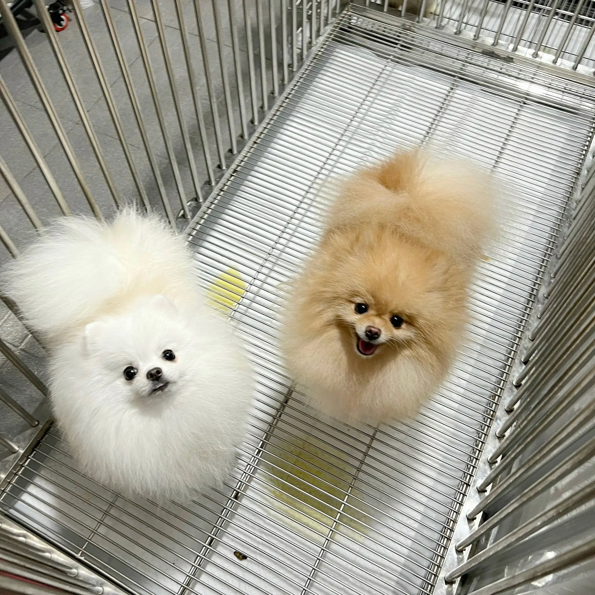 Chó phốc sóc - Chuyên trang về giống chó Pomeranian Sạn thận ở chó - Những điều cần biết để bảo vệ chó cưng của bạn (đặc biệt giống chó phốc sóc cần lưu ý) Sạn thận ở chó Cách chăm sóc chó phốc sóc