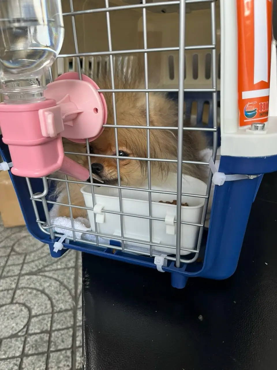Chó phốc sóc - Chuyên trang về giống chó Pomeranian Sạn thận ở chó - Những điều cần biết để bảo vệ chó cưng của bạn (đặc biệt giống chó phốc sóc cần lưu ý) Sạn thận ở chó Cách chăm sóc chó phốc sóc