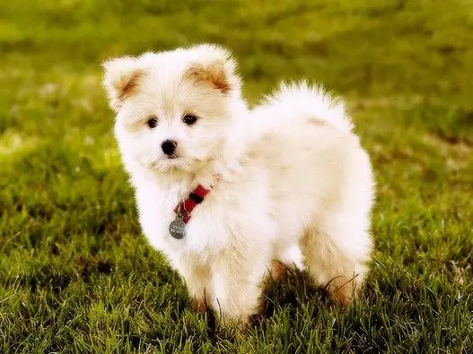Chó phốc sóc - Chuyên trang về giống chó Pomeranian Chó Phốc Sóc Lai - Khám Phá Những kiểu Chó Pomeranian Lai thú vị nhất chó phốc sóc lai Kiến thức cơ bản về giống chó phốc sóc