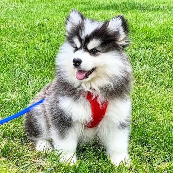 Chó phốc sóc - Chuyên trang về giống chó Pomeranian Chó Phốc Sóc Lai - Khám Phá Những kiểu Chó Pomeranian Lai thú vị nhất chó phốc sóc lai Kiến thức cơ bản về giống chó phốc sóc