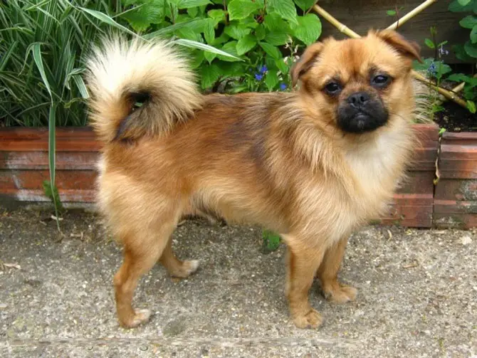 Chó phốc sóc - Chuyên trang về giống chó Pomeranian Chó Phốc Sóc Lai - Khám Phá Những kiểu Chó Pomeranian Lai thú vị nhất chó phốc sóc lai Kiến thức cơ bản về giống chó phốc sóc