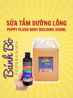 Chó phốc sóc - Chuyên trang về giống chó Pomeranian Cách chăm sóc lông cho chó phốc sóc - Giữ cho bộ lông bồng bềnh luôn đẹp Cách chăm sóc lông cho chó phốc sóc Cách chăm sóc chó phốc sóc