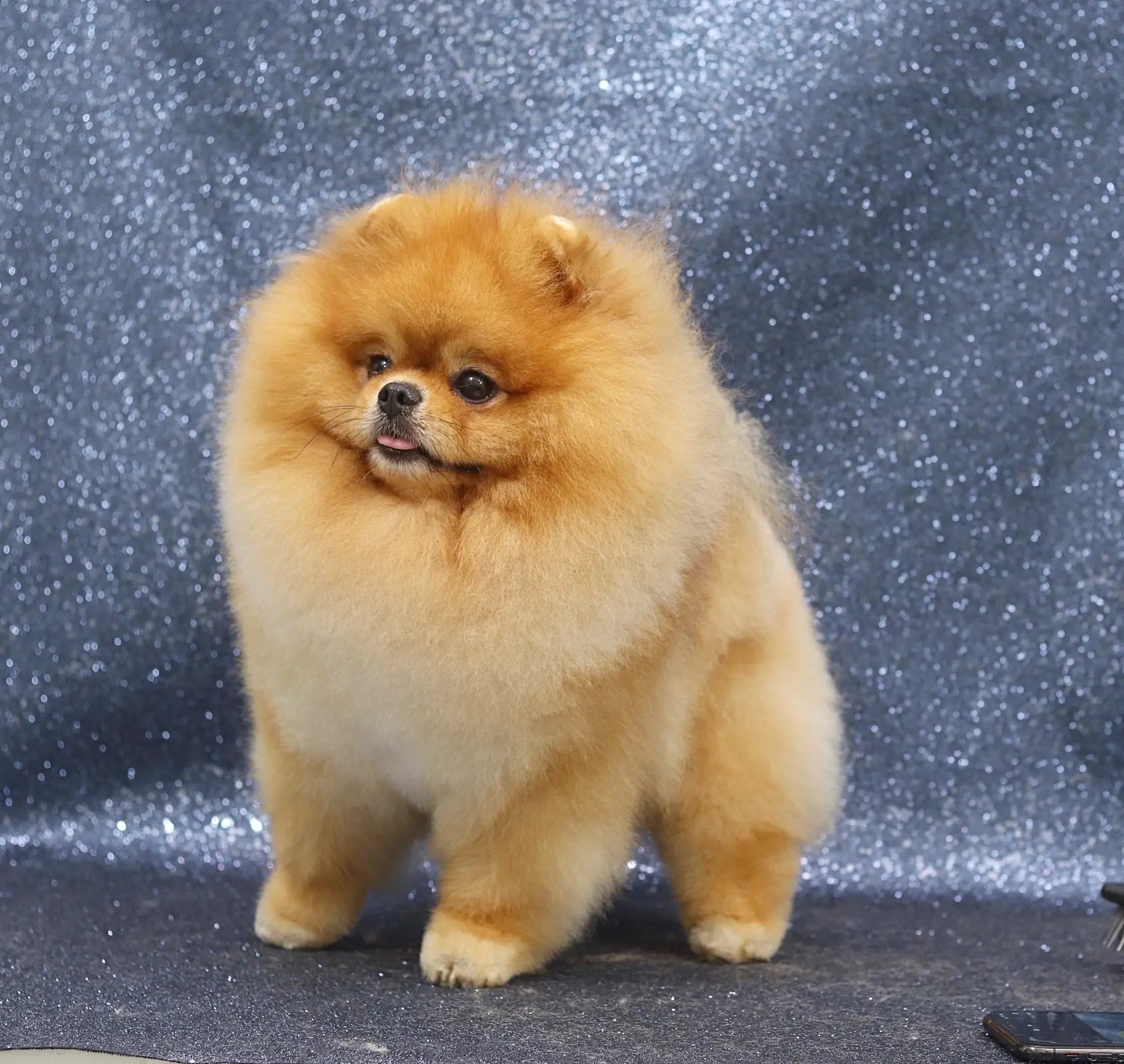 Chó phốc sóc - Chuyên trang về giống chó Pomeranian Cách chăm sóc lông cho chó phốc sóc - Giữ cho bộ lông bồng bềnh luôn đẹp Cách chăm sóc lông cho chó phốc sóc Cách chăm sóc chó phốc sóc