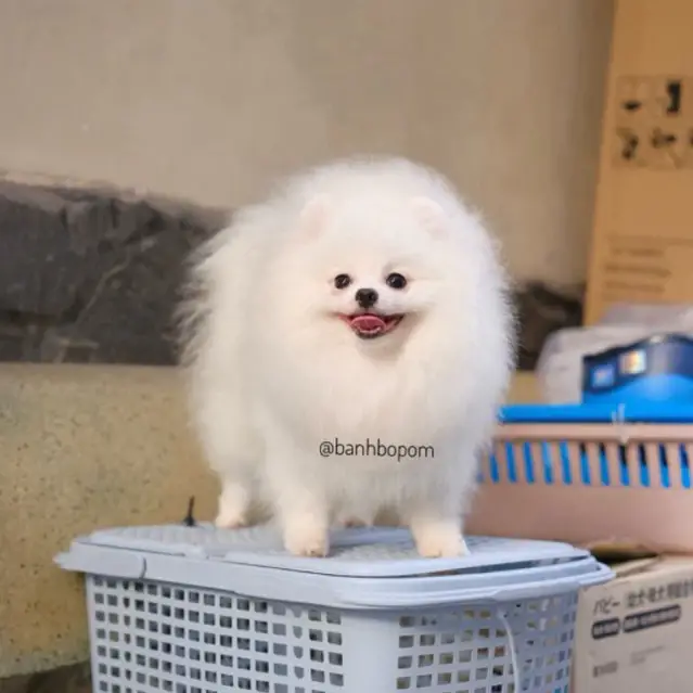 Chó phốc sóc - Chuyên trang về giống chó Pomeranian Cách chăm sóc lông cho chó phốc sóc - Giữ cho bộ lông bồng bềnh luôn đẹp Cách chăm sóc lông cho chó phốc sóc Cách chăm sóc chó phốc sóc