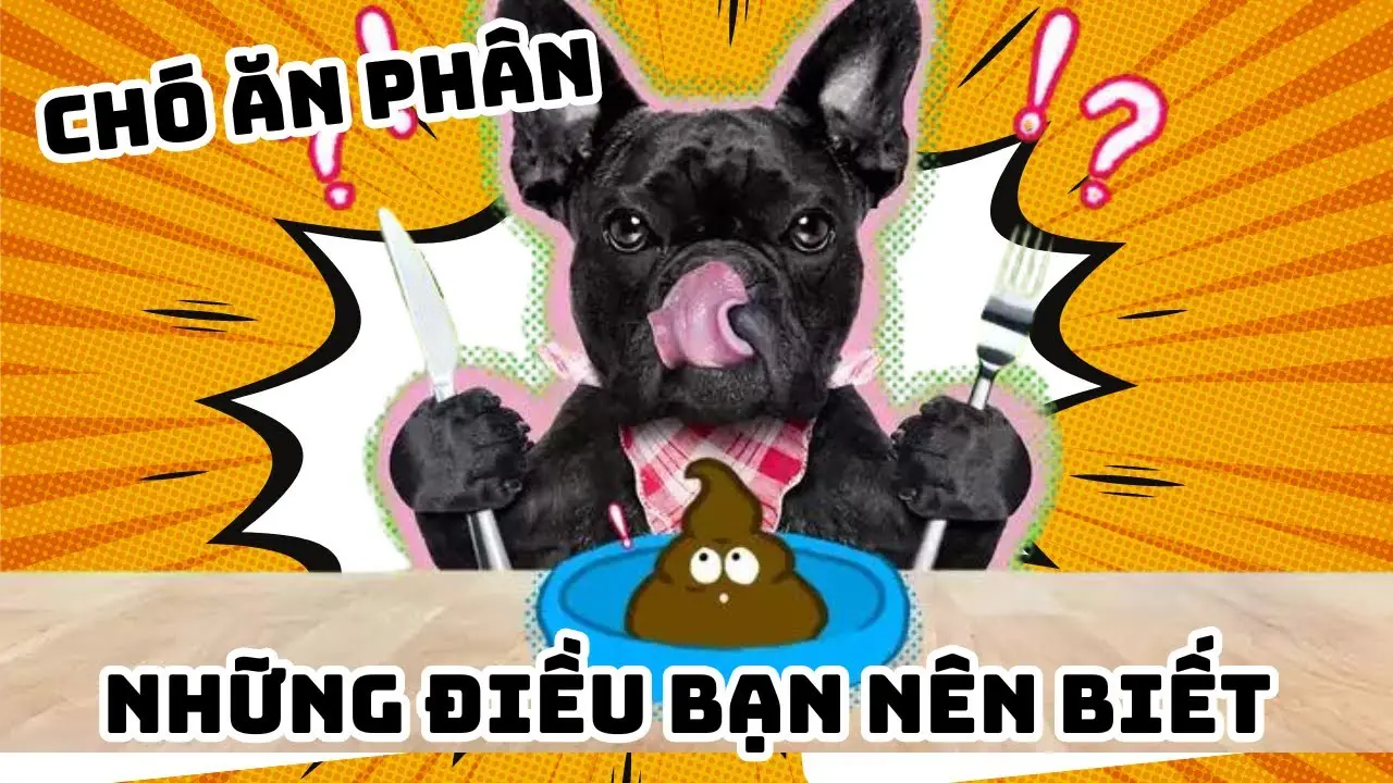 Chó phốc sóc - Chuyên trang về giống chó Pomeranian Chó ăn phân, chó ăn cứt Tại sao Pomeranian,chó phốc sóc của tôi lại có hành vi này? Chó ăn phân Chó ăn phân