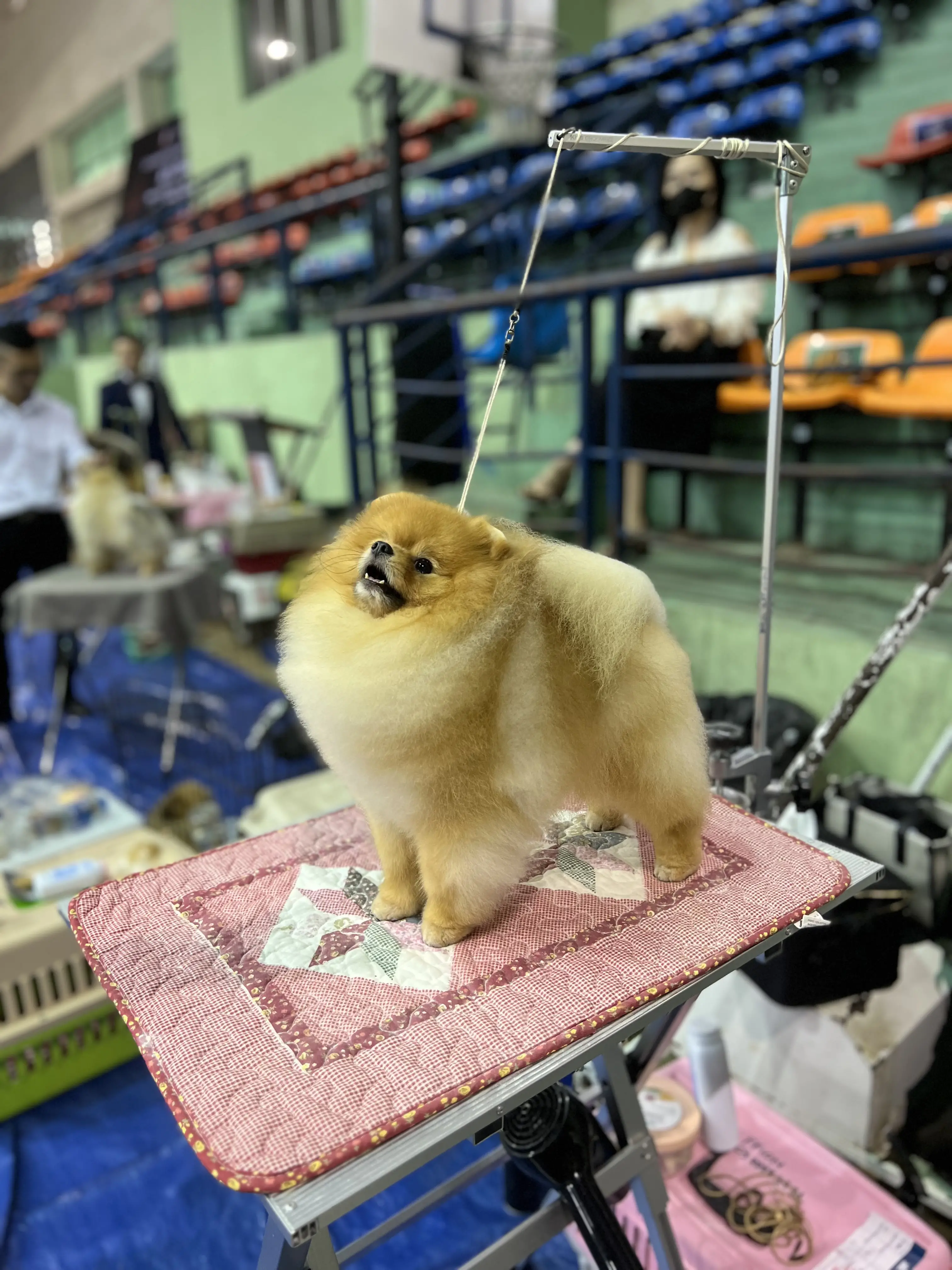 Chó phốc sóc - Chuyên trang về giống chó Pomeranian Dinh Dưỡng Cho Chó Phốc Sóc - Hướng Dẫn Từ A Đến Z Về Thức Ăn Tốt Nhất Dinh dưỡng cho chó phốc sóc Kiến thức cơ bản về giống chó phốc sóc