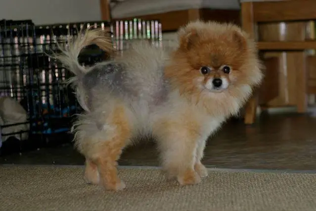 Chó phốc sóc - Chuyên trang về giống chó Pomeranian Dinh Dưỡng Cho Chó Phốc Sóc - Hướng Dẫn Từ A Đến Z Về Thức Ăn Tốt Nhất Dinh dưỡng cho chó phốc sóc Kiến thức cơ bản về giống chó phốc sóc