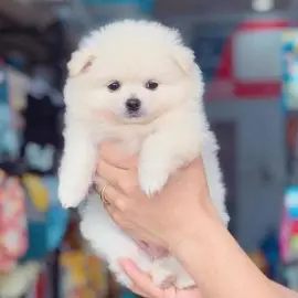 Chó phốc sóc - Chuyên trang về giống chó Pomeranian Tầm Quan Trọng Của Canxi Đối Với Chó Phốc Sóc - Chó phốc sóc thiếu canxi: Pom tai cụp? canxi cho chó Cách chăm sóc chó phốc sóc
