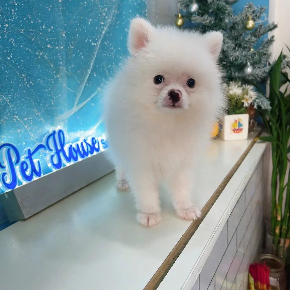 Chó phốc sóc - Chuyên trang về giống chó Pomeranian Tầm Quan Trọng Của Canxi Đối Với Chó Phốc Sóc - Chó phốc sóc thiếu canxi: Pom tai cụp? canxi cho chó Cách chăm sóc chó phốc sóc