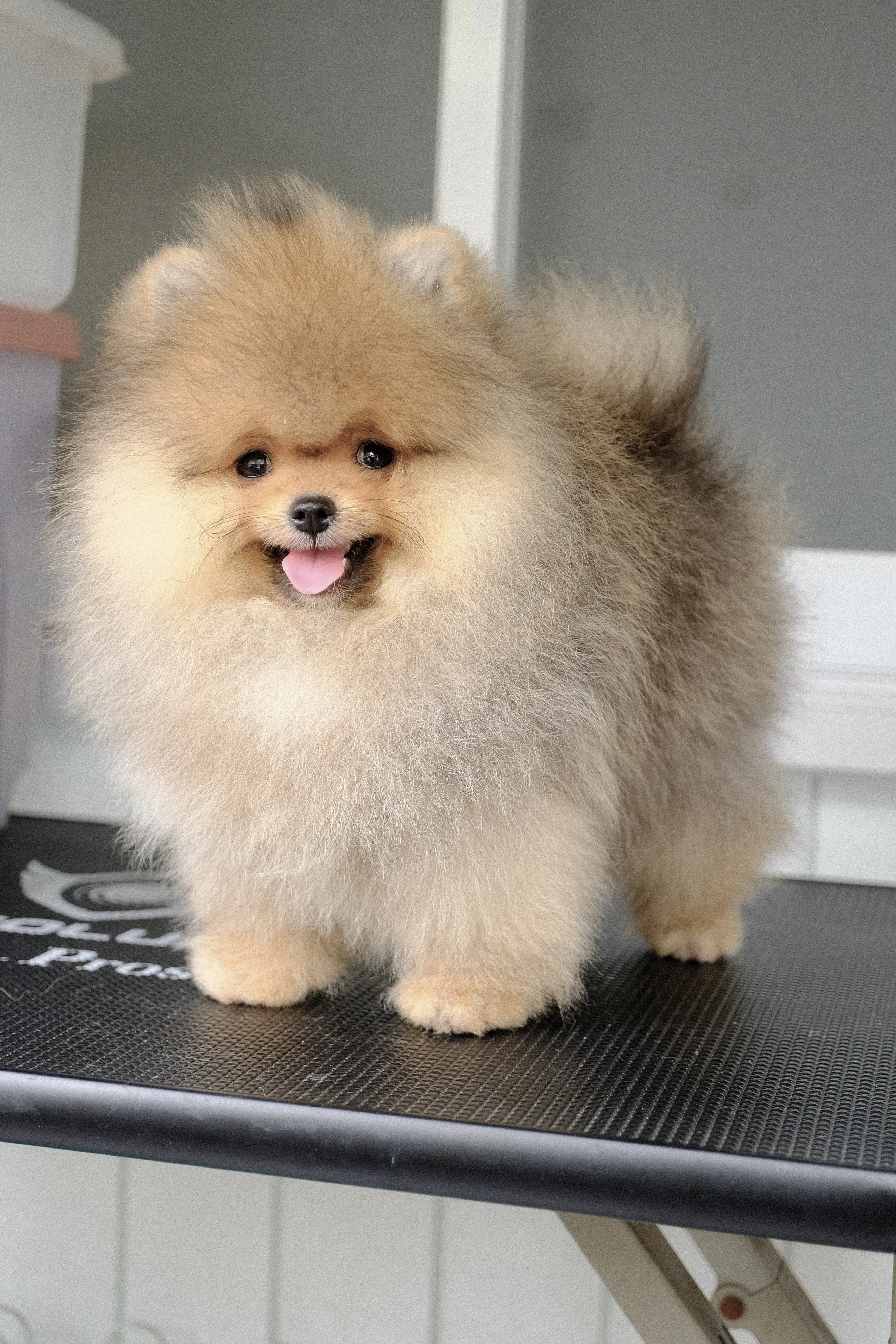 Chó phốc sóc - Chuyên trang về giống chó Pomeranian Làm sao để chọn được con Pomeranian tốt nhất trong các bé cún con tại chỗ nuôi? cách chọn chó phốc sóc Kiến thức cơ bản về giống chó phốc sóc