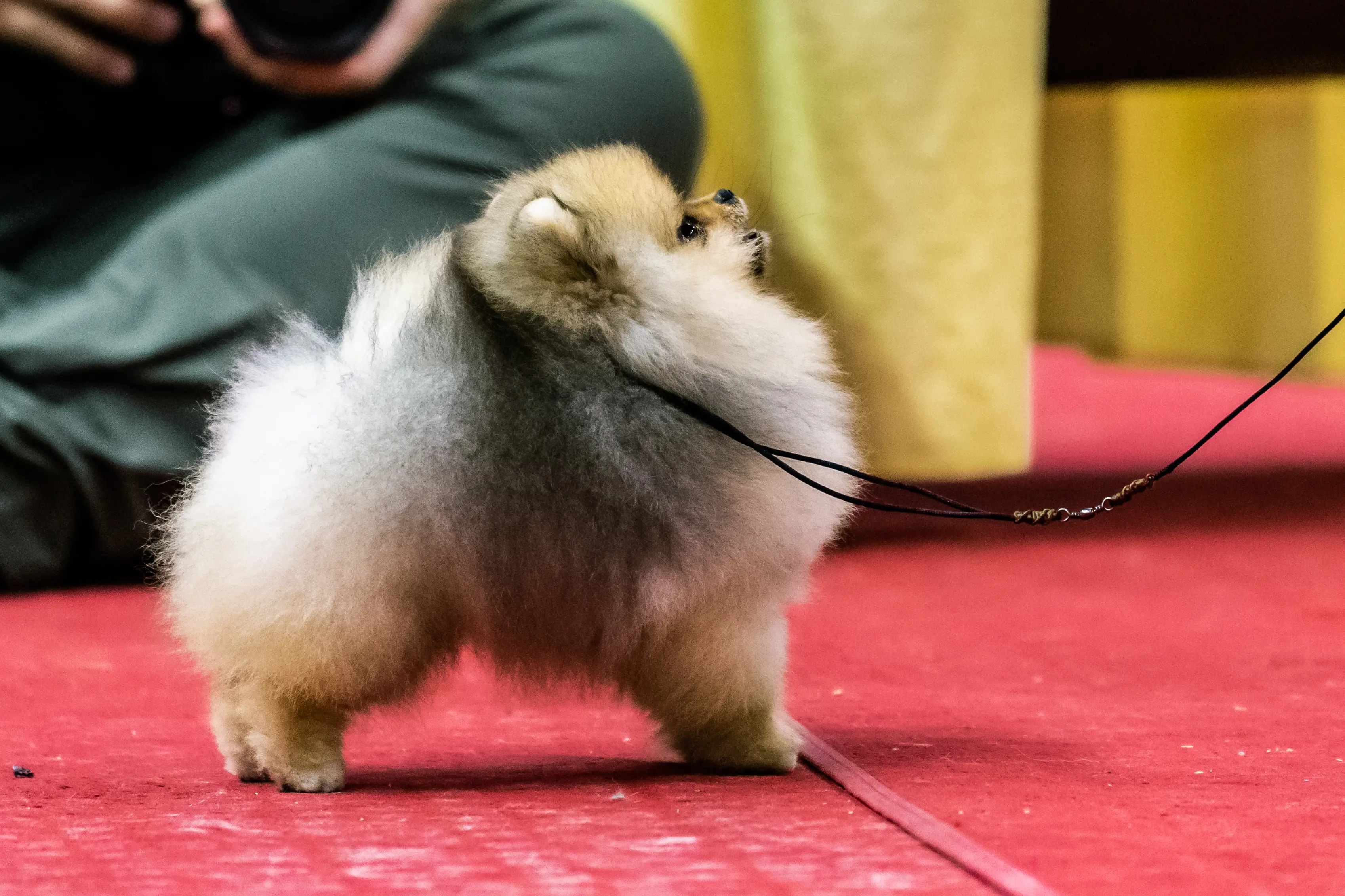 Chó phốc sóc - Chuyên trang về giống chó Pomeranian Làm sao để chọn được con Pomeranian tốt nhất trong các bé cún con tại chỗ nuôi? cách chọn chó phốc sóc Kiến thức cơ bản về giống chó phốc sóc