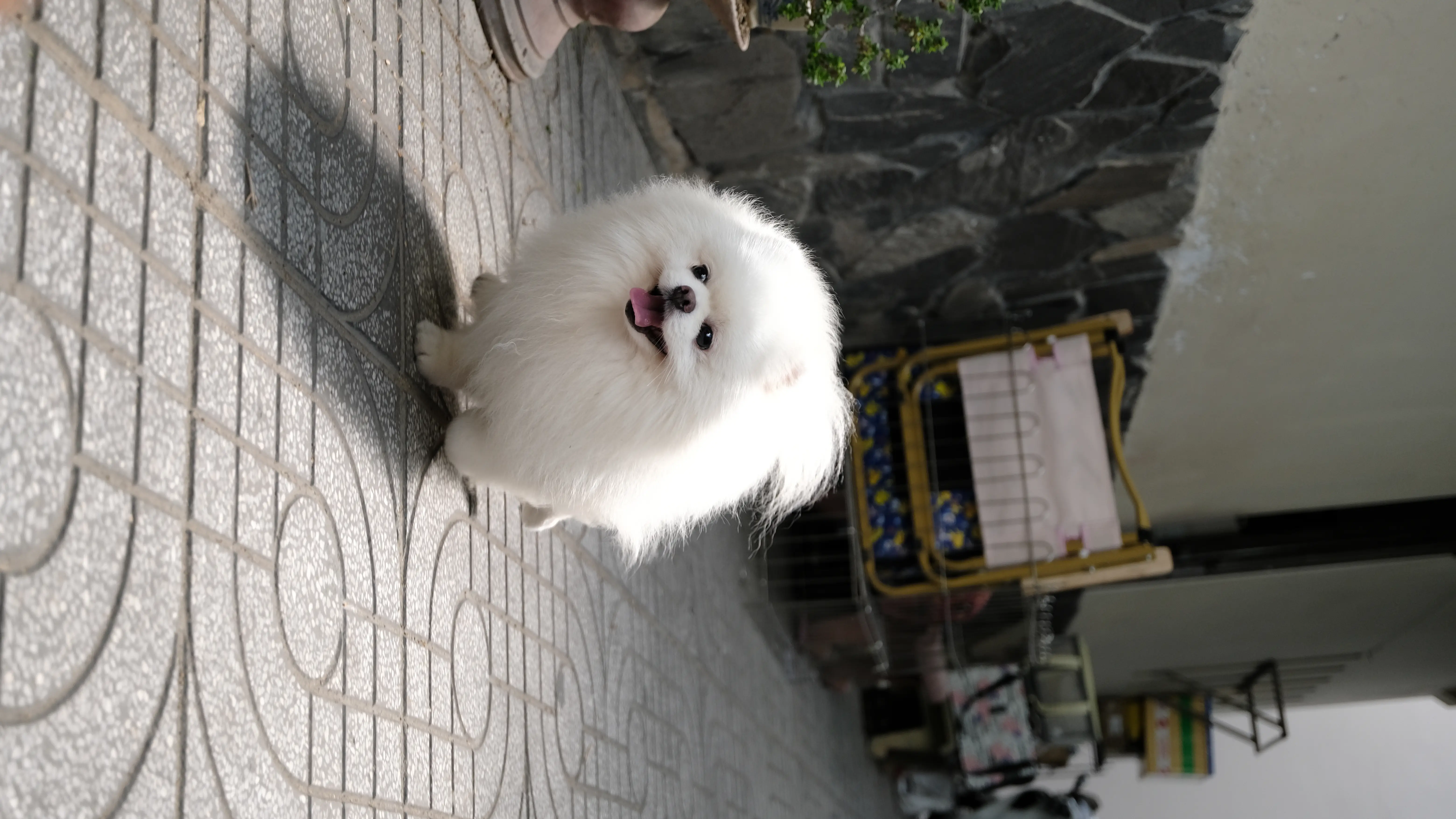 Chó phốc sóc - Chuyên trang về giống chó Pomeranian Làm sao để chọn được con Pomeranian tốt nhất trong các bé cún con tại chỗ nuôi? cách chọn chó phốc sóc Kiến thức cơ bản về giống chó phốc sóc