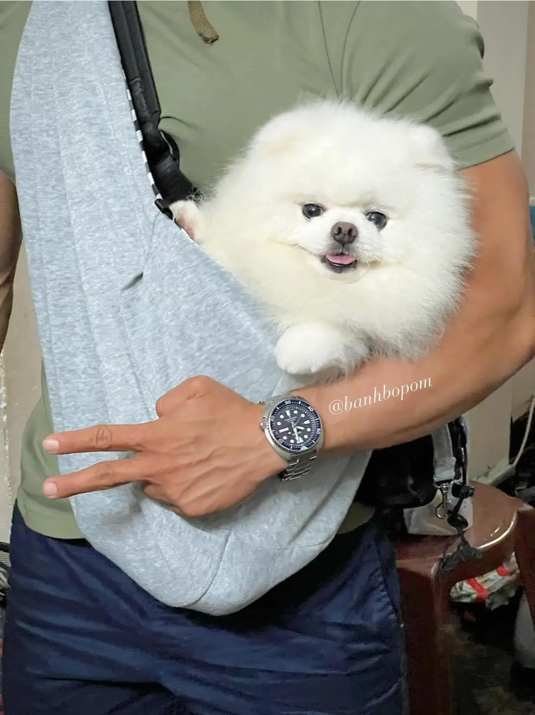 Chó phốc sóc - Chuyên trang về giống chó Pomeranian Làm sao để chọn được con Pomeranian tốt nhất trong các bé cún con tại chỗ nuôi? cách chọn chó phốc sóc Kiến thức cơ bản về giống chó phốc sóc