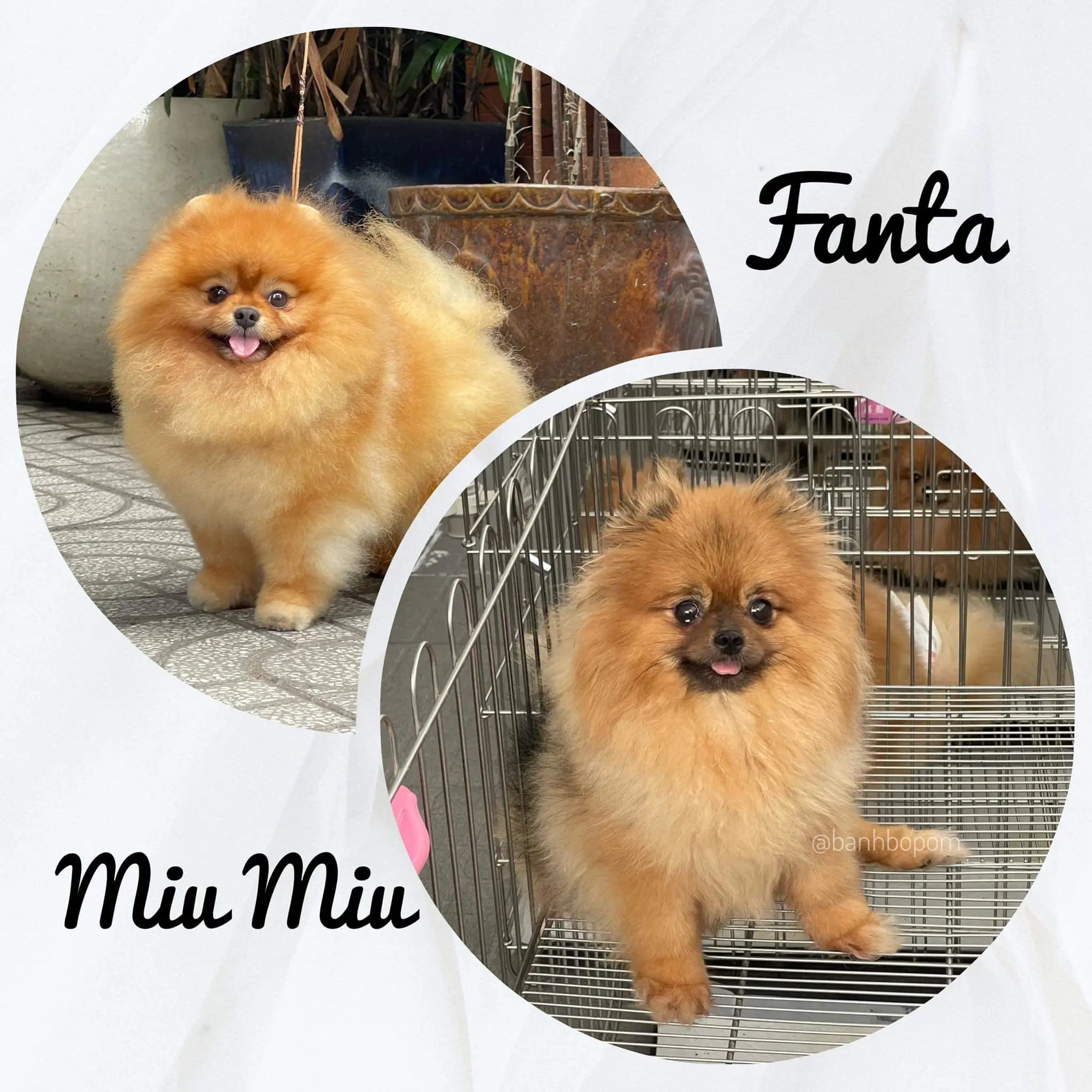 Chó phốc sóc - Chuyên trang về giống chó Pomeranian Làm sao để chọn được con Pomeranian tốt nhất trong các bé cún con tại chỗ nuôi? cách chọn chó phốc sóc Kiến thức cơ bản về giống chó phốc sóc