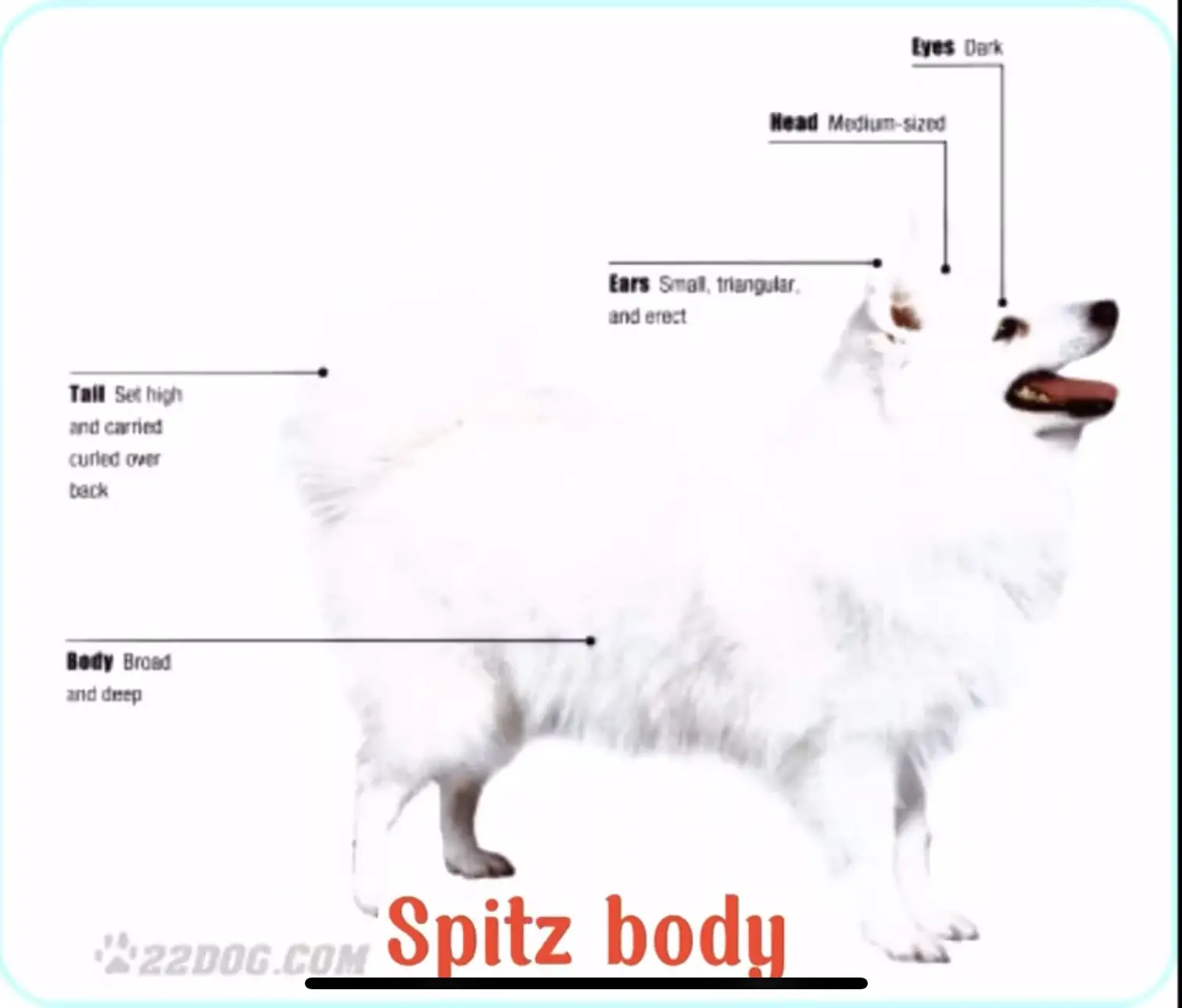 Chó phốc sóc - Chuyên trang về giống chó Pomeranian Chó của bạn có thật sự là chó phốc sóc? Chó phốc sóc Cách chăm sóc chó phốc sóc