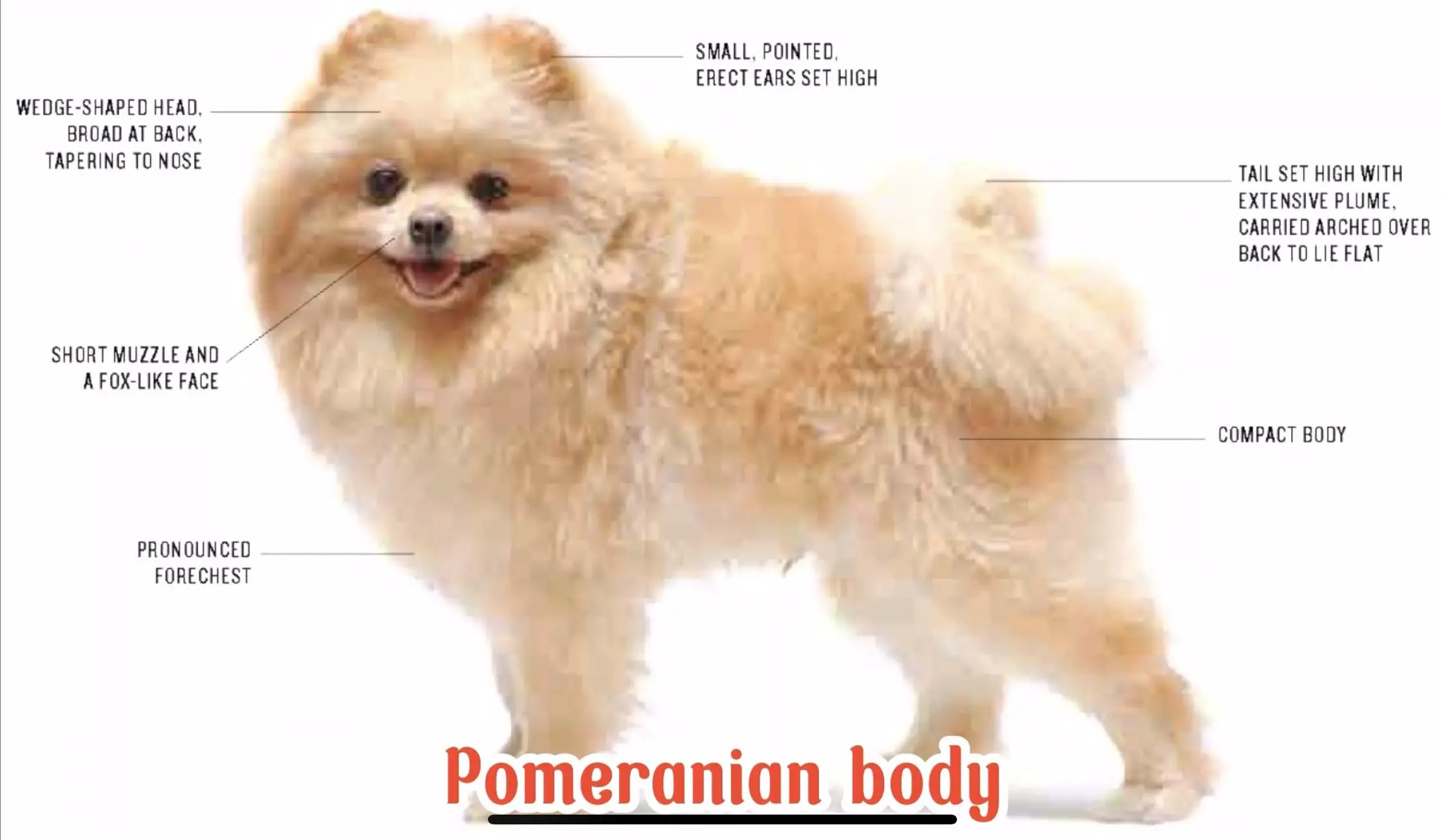 Chó phốc sóc - Chuyên trang về giống chó Pomeranian Chó của bạn có thật sự là chó phốc sóc? Chó phốc sóc Cách chăm sóc chó phốc sóc