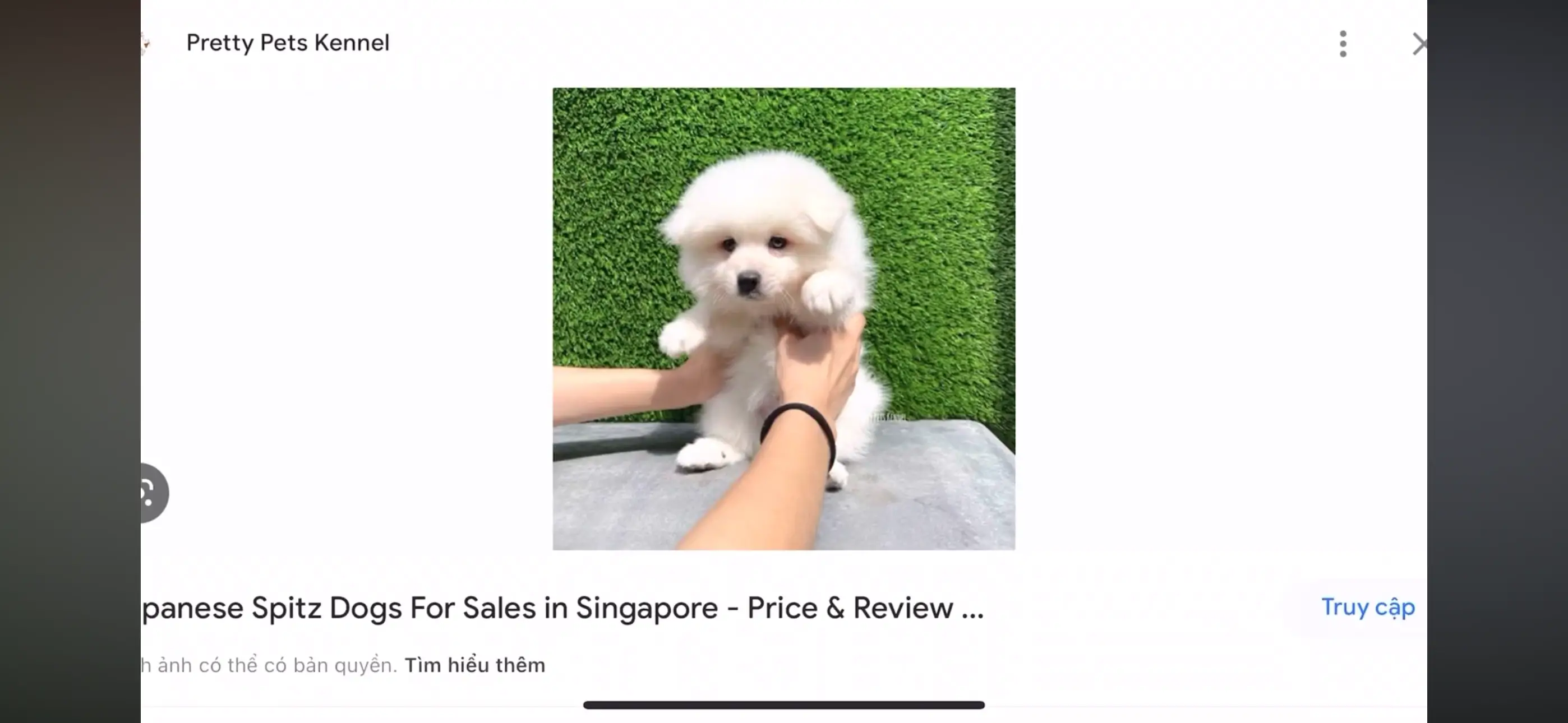 Chó phốc sóc - Chuyên trang về giống chó Pomeranian Chó của bạn có thật sự là chó phốc sóc? Chó phốc sóc Cách chăm sóc chó phốc sóc