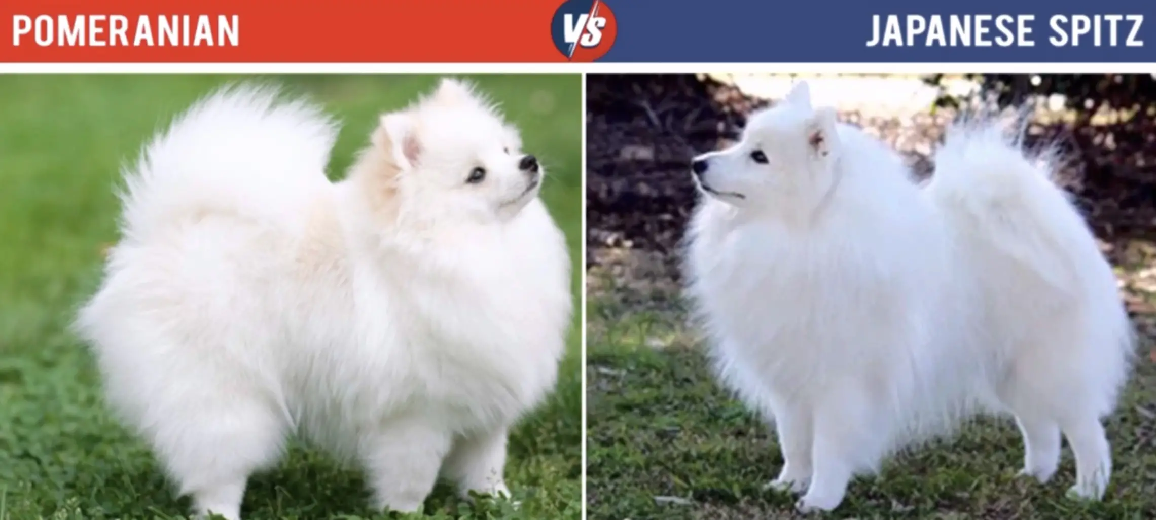 Chó phốc sóc - Chuyên trang về giống chó Pomeranian Chó của bạn có thật sự là chó phốc sóc? Chó phốc sóc Cách chăm sóc chó phốc sóc